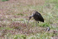 loxahatchee limpkin