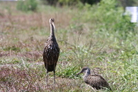 loxahatchee limpkin