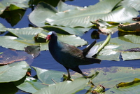 loxahatchee gallinule