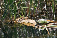 loxahatchee