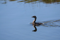 loxahatchee