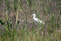 loxahatchee