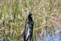 loxahatchee