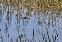 loxahatchee