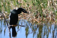 loxahatchee