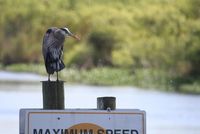 loxahatchee heron