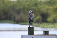 loxahatchee heron