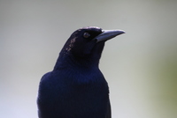 loxahatchee grackle