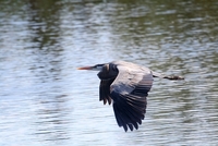 loxahatchee