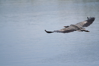 loxahatchee