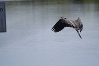 loxahatchee