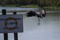 loxahatchee