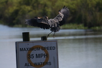 loxahatchee