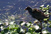 loxahatchee gallinule