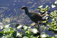 loxahatchee gallinule