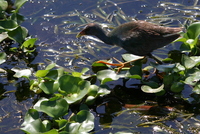 loxahatchee gallinule
