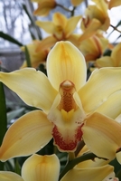 orchid