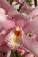 orchid