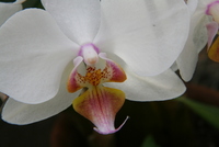 orchid