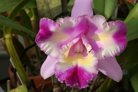 orchid