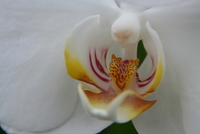 orchid