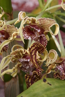 orchid