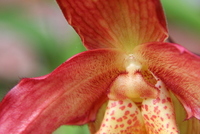 orchid