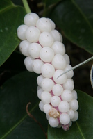 arum