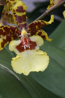 orchid
