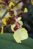 orchid