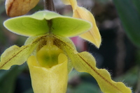 orchid
