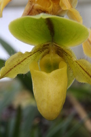 orchid