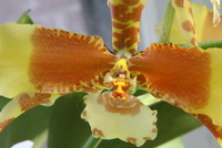 orchid