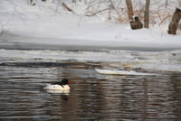 common merganser