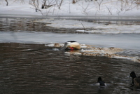 common merganser