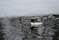common merganser