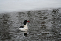 common merganser
