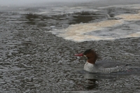 common merganser