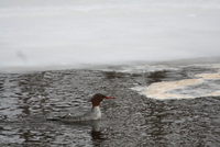 common merganser