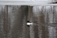 common merganser