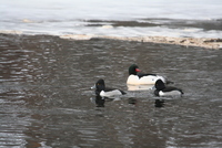 common merganser