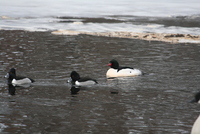 common merganser