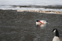 common merganser