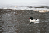 common merganser