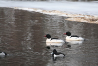 common merganser