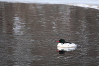 common merganser