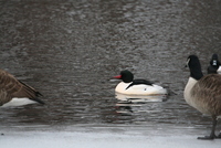 common merganser