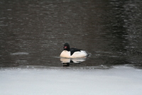 common merganser