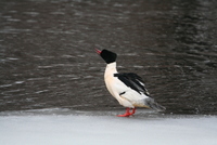 common merganser