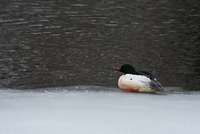 common merganser
